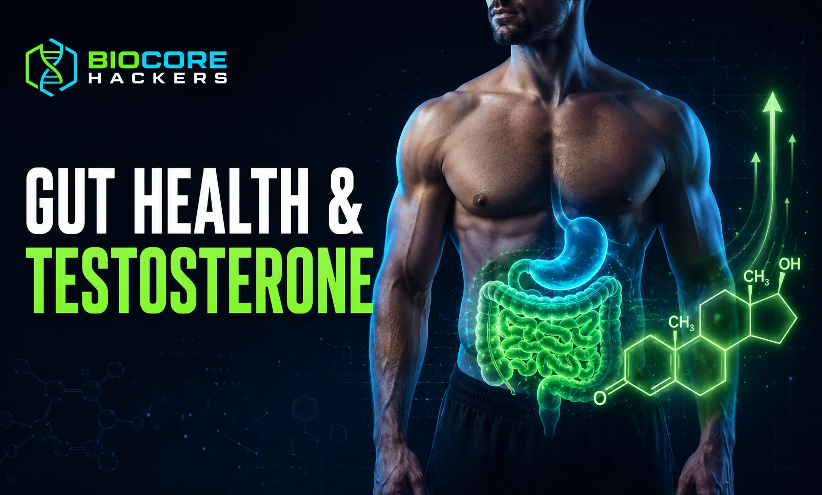 Gut health and testosterone