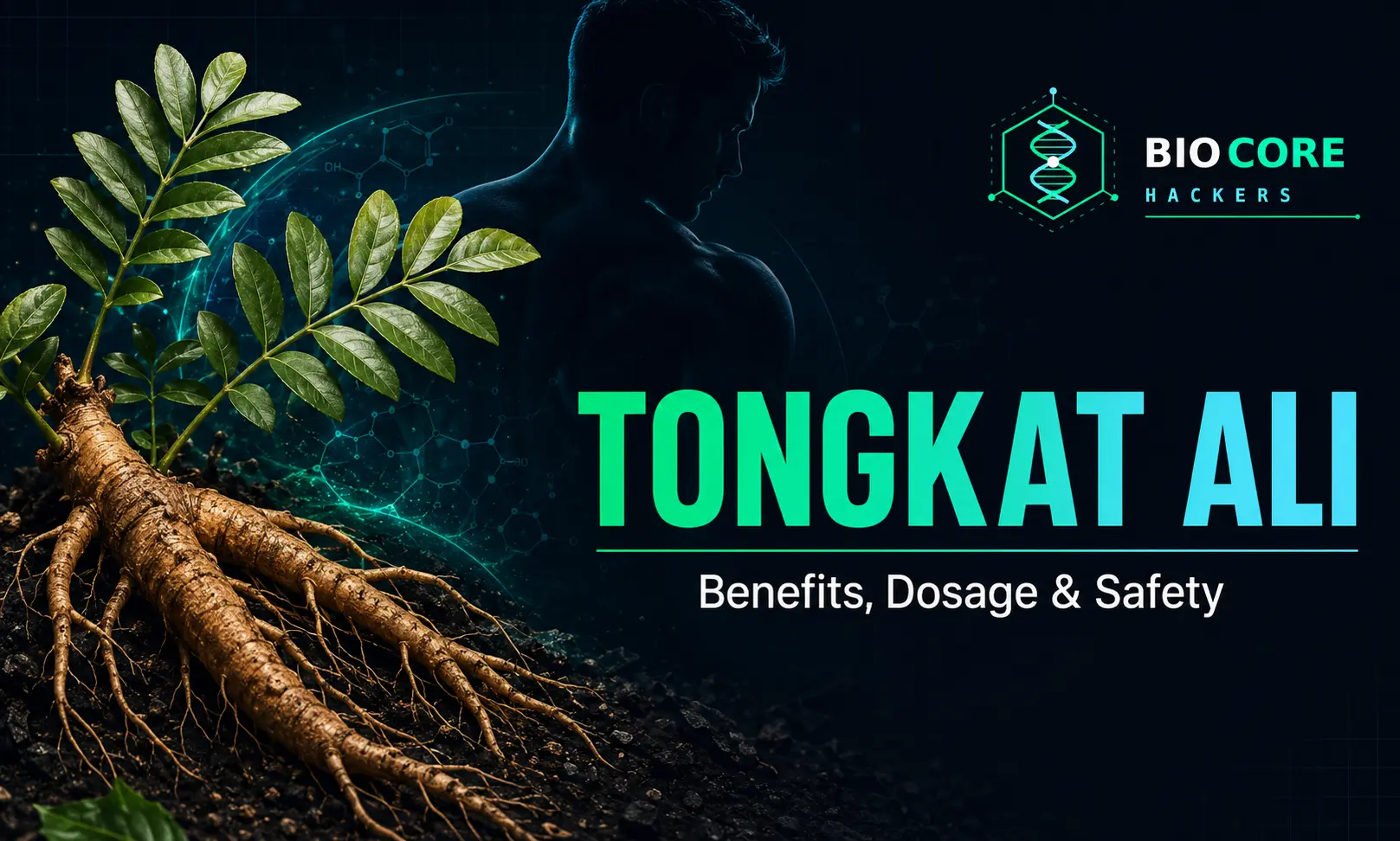Tongkat Ali benefits, dosage and safety guide by BioCore Hackers